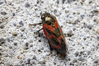 Close-up of an insect with a red and black pattern on a grey concrete background, blood cicadas