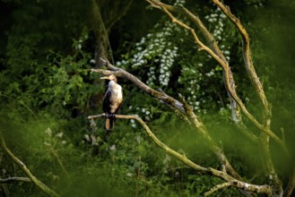 Cormorant sitting on a branch in the green forest, The Cormorant (Phalacrocorax carbo)