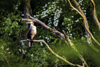 Cormorant resting on a branch surrounded by nature, The Cormorant (Phalacrocorax carbo)