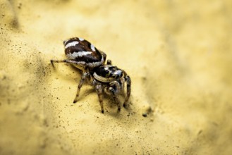 Close-up of a jumping spider on a sandy yellow background, the wall zebra jumping spider (Salticus