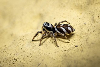 Close-up of a jumping spider on a yellow textured surface, the wall zebra jumping spider (Salticus