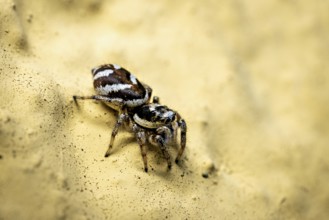 Jumping spider in close-up on a yellow sandy surface, the wall zebra jumping spider (Salticus