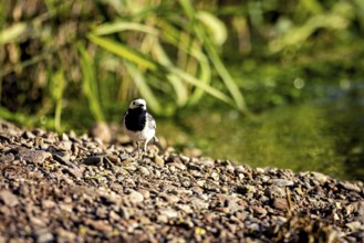 A bird stands in the sun on the stony bank of a body of water with a lush green background, The