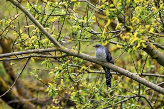 Cuckoo resting on a branch in a lively spring environment with green and yellow foliage, The cuckoo