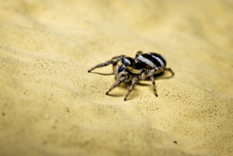 Macrophotograph of a small spider on a textured yellow ground, the wall zebra jumping spider