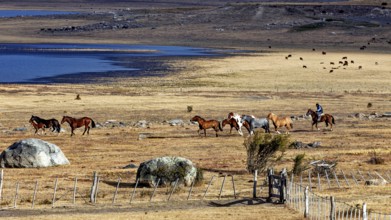 Rider leads group of horses through open steppe landscape by the lake, A gaucho with his horses in