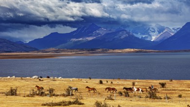 Horses grazing in vast steppes against a picturesque mountain backdrop and cloudy sky, A gaucho