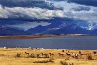 Vast steppe with horses in front of imposing mountains and dramatic skies, A gaucho with his horses