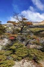Colourful tree with autumn leaves in front of a mountain landscape, The landscape of Patagonia in