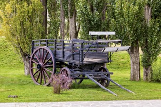 Old wooden wagon nestled between tall trees in green surroundings, historic horse-drawn wagon or