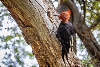 A woodpecker with a distinctive red head clings to a tree trunk in the forest, A Magellanic