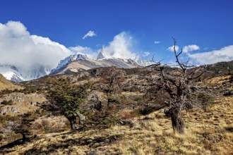 Dry tree in a vast alpine landscape with impressive mountain peaks, The Patagonian landscape near