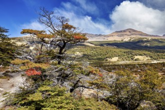 Scattered trees with colourful foliage against a mountain backdrop, The landscape of Patagonia in