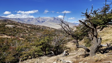 Vast mountain landscape with trees and clear blue sky, The landscape of Patagonia in Argentina