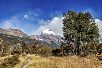 Snowy mountain peak behind a forest and a small path in clear weather, The landscape of Patagonia