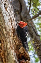 Woodpecker with red head and black body sitting on a tree trunk in a forest, A Magellanic