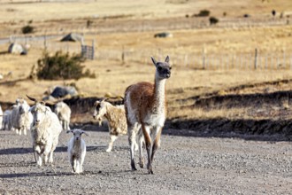 A group of llamas and sheep on a dusty, rural road under a sunny sky, Alpacka with goats and sheep