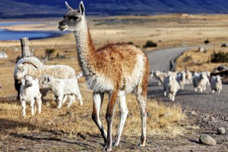 A young llama stands at the side of the road while a herd of sheep can be seen in the background,