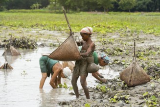 BAKSA, INDIA- JULY 12: Tribal women engage in traditional fishing using Jakoi, a bamboo fishing