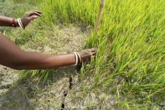 BAKSA, INDIA- JULY 12: Tribal women prepare rice saplings under temporary umbrellas on a hot summer