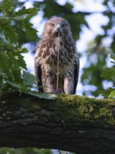 Feeding buzzard (buteo buteo), Berlin, Germany