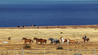 Horses move along the lakeshore in a wide, stony steppe, A gaucho with his horses in the landscape