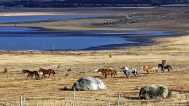 Rider drives herd of horses through dry steppe along the blue lake, A gaucho with his horses in the