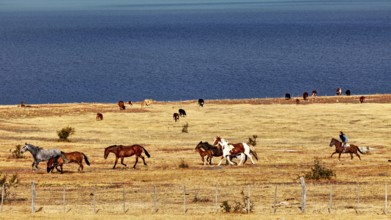 Rider with a herd of horses in a vast steppe landscape by a blue lake, A gaucho with his horses in