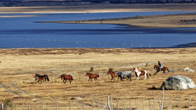 Herd of horses in a wide steppe under a blue sea and cloudy sky, A gaucho with his horses in the