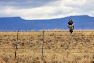 An eagle sits on a fence in a vast grassy landscape with mountains and a cloudy sky, A bird of prey