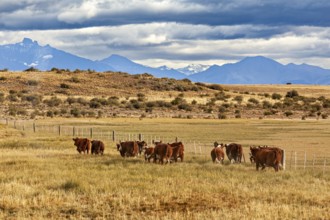 A group of cows move along a fence in a vast, mountainous landscape, A herd of cows and cattle in