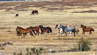 Herd of horses moves through dry steppe landscape with cattle in the background, A gaucho with his