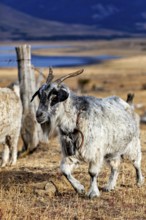 A single goat with horns in a pasture, A herd of goats and sheep in the Patagonian landscape in