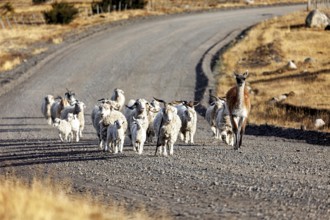 A herd of sheep and an alpaca on a lonely, dusty country road, A herd of goats and sheep in the