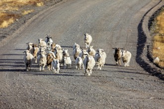 A flock of sheep walks leisurely along a remote, dusty road, A flock of goats and sheep in the