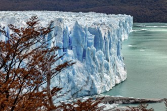 The glacier ends at an edge above a turquoise-coloured body of water, framed by autumnal trees, The