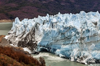 Massive glacier with blue peaks and autumnal foreland, The Perito Moreno glacier in Argentina