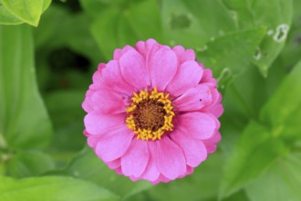 Zinnia (Zinnia elegans), flower, flowering, Germany