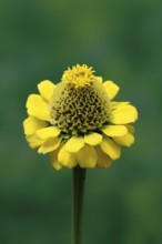 Zinnia (Zinnia elegans), flower, flowering, Germany
