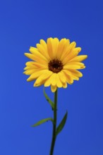 Marigold (Calendula officinalis), flower, flowering, medicinal plant, Ellerstadt, Germany