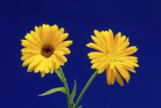 Marigold (Calendula officinalis), flower, flowering, medicinal plant, Ellerstadt, Germany