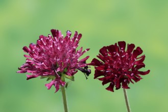 Macedonian widow flower (Knautia macedonica), flowering, Germany