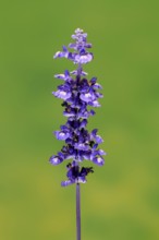 Mealycup sage (Salvia farinacea), flowering, flower, Ellerstadt, Germany