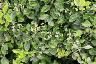 Euonymus japonicus (Euonymus japonicus), flowering, Germany