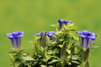 Koch's gentian (Gentiana acaulis), flowering, Germany
