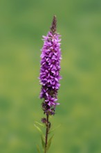 Purple loosestrife (Lythrum salicaria), flower, flowering, Germany