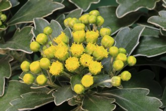 Gold-and-silver chrysanthemum (Chrysanthemum pacificum), flowering, Germany