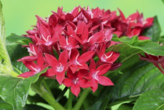 Pentas lanceolata, flowering, Germany