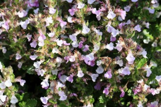 Edel-Gamander (Teucrium chamaedrys), flowering, Germany