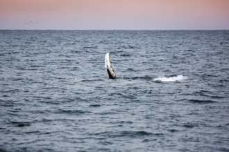 Humpback whale (Megaptera novaeangliae) swimming at the surface, pectoral fin, whale watching in